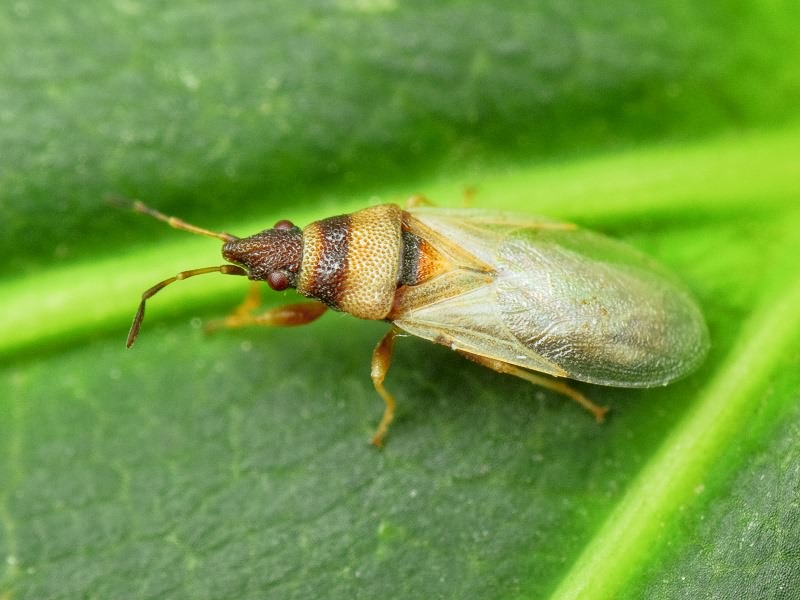 Oxycarenus (Euoxycarenus) pallens (Herrich-Schäffer, 1850)